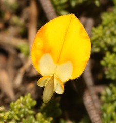 Aspalathus divaricata divaricata