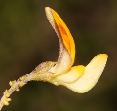 Aspalathus divaricata divaricata