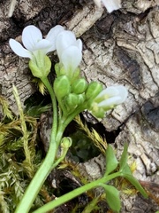 Cardamine umbellata