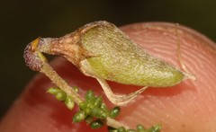 Aspalathus divaricata divaricata