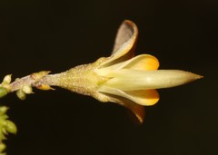 Aspalathus divaricata divaricata