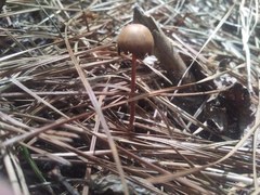 Conocybe velutipes