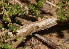 Aspalathus divaricata divaricata