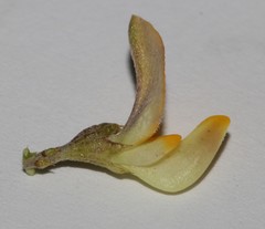 Aspalathus divaricata divaricata