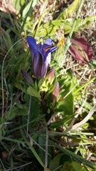 Gentiana affinis ovata