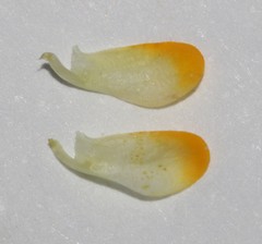 Aspalathus divaricata divaricata