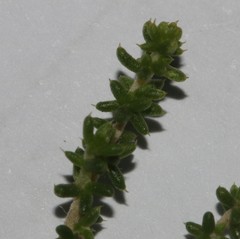 Aspalathus divaricata divaricata