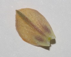 Aspalathus divaricata divaricata