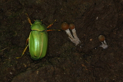 Chrysina laniventris