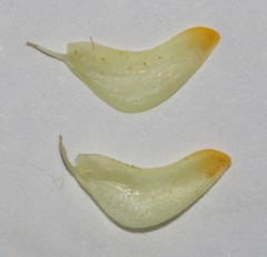 Aspalathus divaricata divaricata