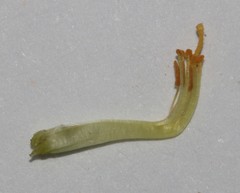 Aspalathus divaricata divaricata