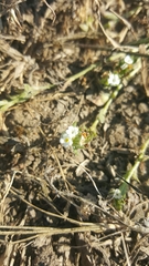 Cryptantha leiocarpa