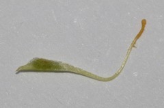 Aspalathus divaricata divaricata