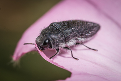 Acmaeodera cylindrica