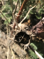 Datura stramonium