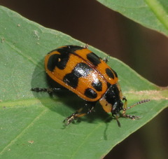 Chrysomela interrupta