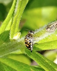 Hoshihananomia octopunctata