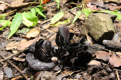 Wynnea americana