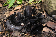 Wynnea americana