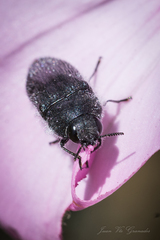 Acmaeodera cylindrica