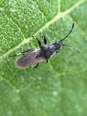 Oxycarenus hyalinipennis