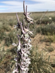 Delphinium wootonii