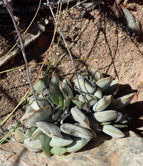 Adromischus triflorus