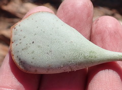 Adromischus triflorus