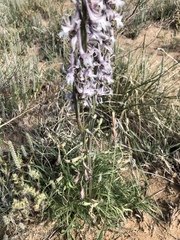 Delphinium wootonii