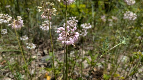 Allium cernuum