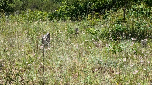 Allium cernuum