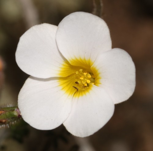 Image of Oxalis viscosa by (c) Brian du Preez, some rights reserved (CC BY-SA)