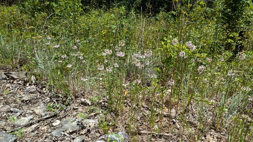Allium cernuum