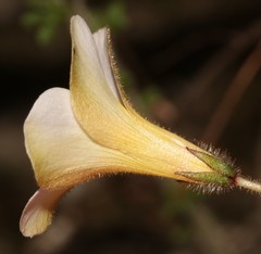 Oxalis viscosa
