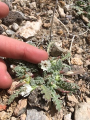 Glyptopleura marginata