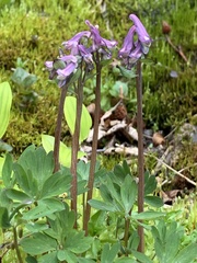 Corydalis pauciflora