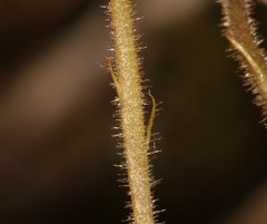 Oxalis viscosa