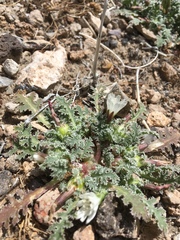 Glyptopleura marginata