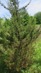 Juniperus virginiana