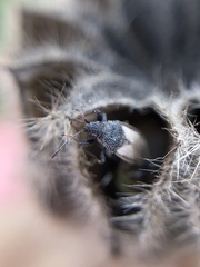 Oxycarenus hyalinipennis