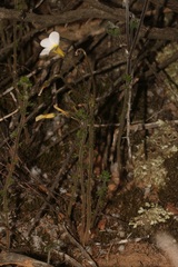 Oxalis viscosa