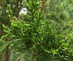 Juniperus virginiana