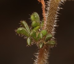 Oxalis viscosa