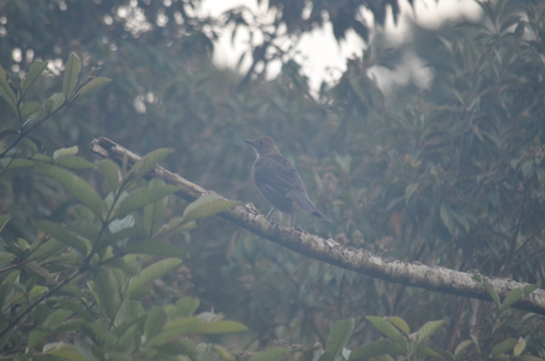 Mountain Thrush (Turdus plebejus), photo 10