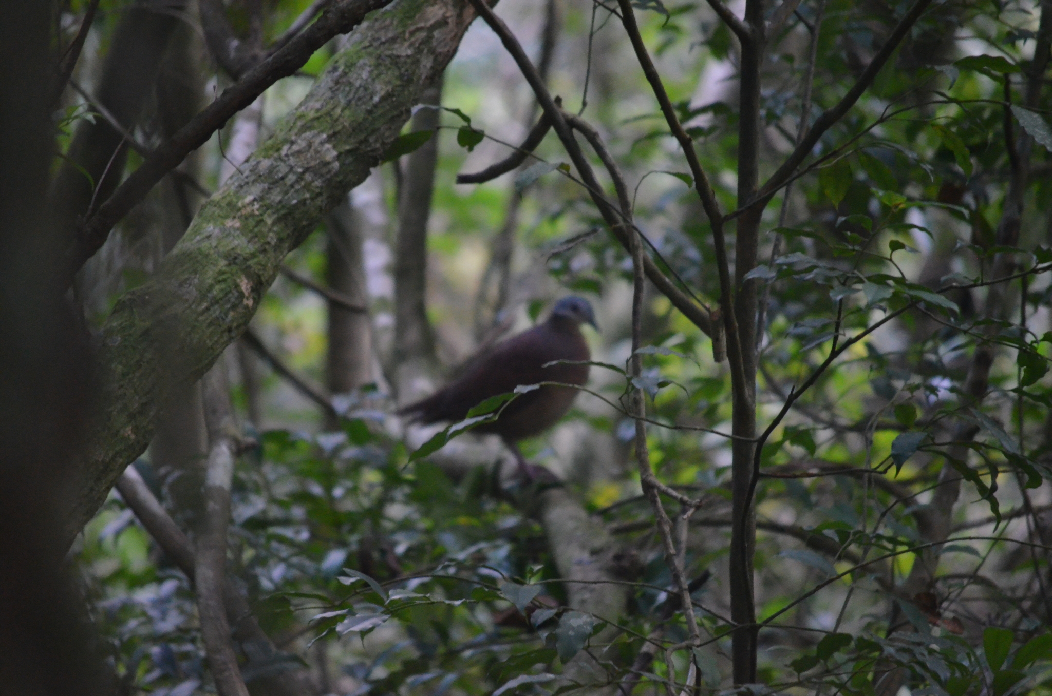 Chiriqui Quail-Dove (Zentrygon chiriquensis), photo 4