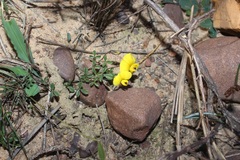 Lotononis complanata