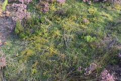 Aspalathus divaricata divaricata