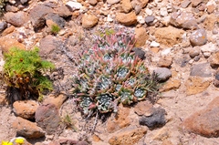 Dudleya greenei
