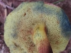 Hortiboletus campestris