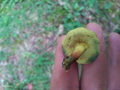 Hortiboletus campestris